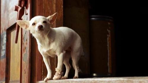 Beverly Hills Chihuahua