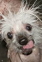 Rascal the World's Ugliest Dog