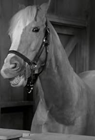 Primary photo for Mister Ed