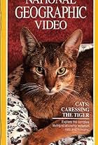 Cats: Caressing the Tiger (1991)