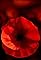 Royal British Legion Festival of Remembrance's primary photo