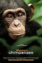 Chimpanzee