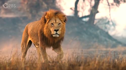 Follow a group of African big cats, day and night, for six months, Big Cats 24/7 will give viewers an unprecedented insight into the lives of the lions, leopards and cheetahs of Botswana's awe-inspiring Okavango Delta.