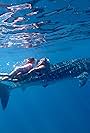 Whale Shark Jack