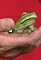 Frogs - Wednesday's primary photo