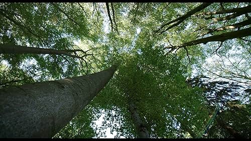 The Hidden Life of Trees