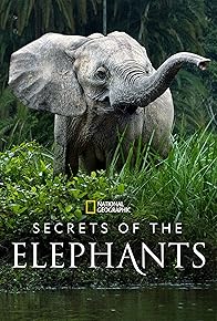 Primary photo for Secrets of the Elephants