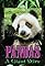 Pandas's primary photo
