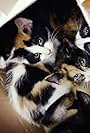 RSPCA: The Only Ones (2005)