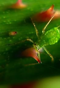Primary photo for Aphids