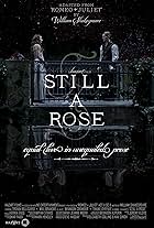 Still a Rose