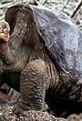 Lonesome George in Lonesome George and the Battle for Galápagos (2006)