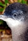 Penguin Island (2010)