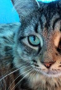 Primary photo for Extraordinary Cats