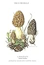 True Morels