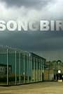 Songbirds (2005)