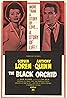 The Black Orchid (1958) Poster