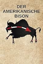 Der Amerikanische Bison