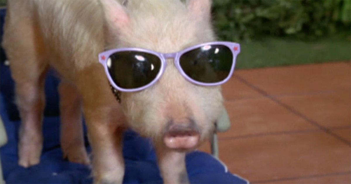 Arnold the Piggy in Green Acres (1965)