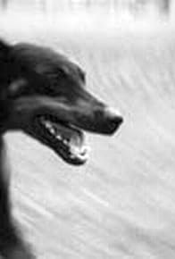 Primary photo for Dobermann