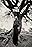The Tree