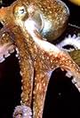 The Octopus Show (2000)