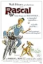 Rascal, l'orsetto lavatore (1969)