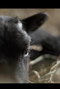 Primary photo for Lambing