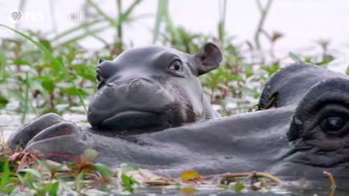 Nature: Hippos: Africa's River Giants