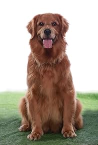 Primary photo for Serena the Wonder Dog