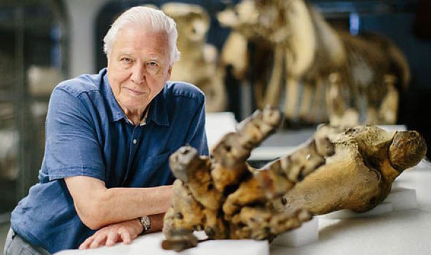 David Attenborough in Attenborough and the Giant Elephant (2017)