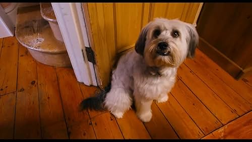 Pudsey, a cheeky stray dog from London, is happy being alone until he meets Molly, George and Tommy. As he settles in with his new family, Pudsey discovers Thorne and Fautus are planning something terrible for the village, and he must stop them.