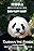 Taishan the panda