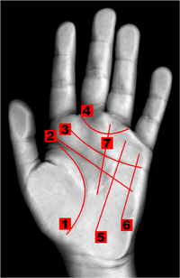 Photo of palm with the main lines used in palmistry readings highlighted in red