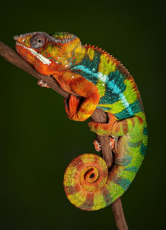 A panther chameleon resting on a tree branch at night, displaying his colors