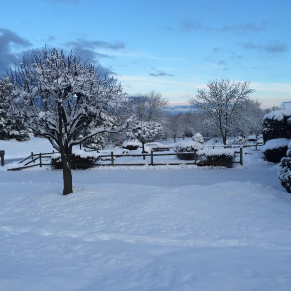 A split rail fence and tree covered with snow