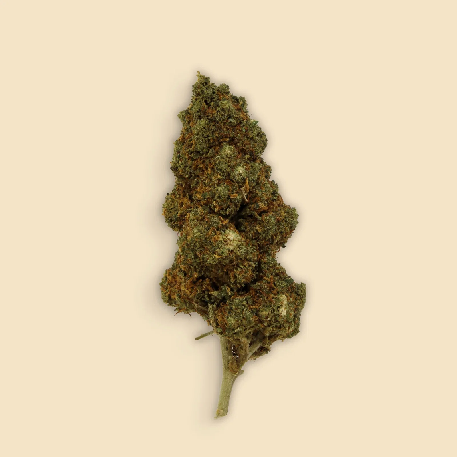 Maionais CBD 18 10gr Amnesia CBD (Regalo) | Maionais