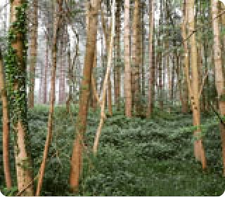 A densely wooded area with trees and lush vegetation.