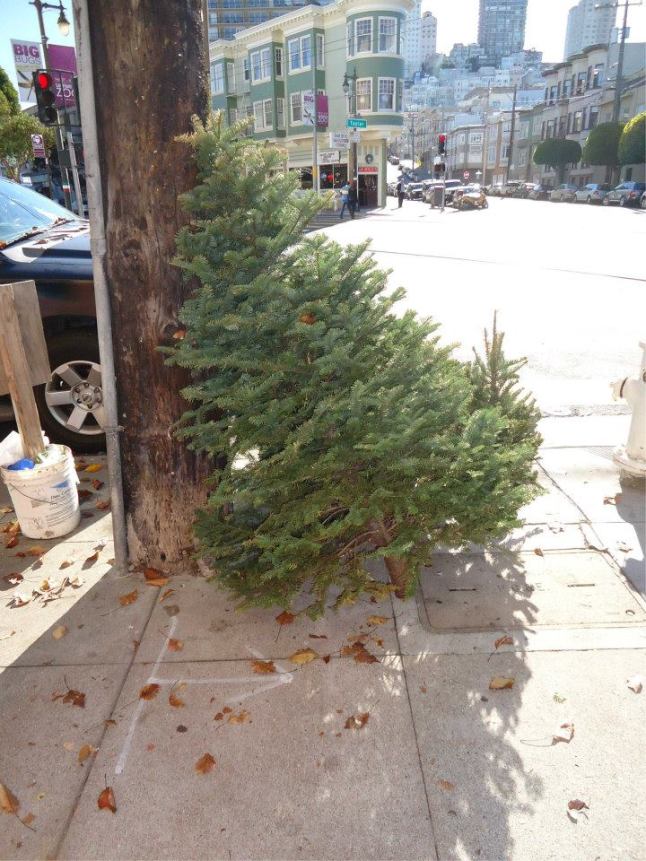 2016-tree-for-sale