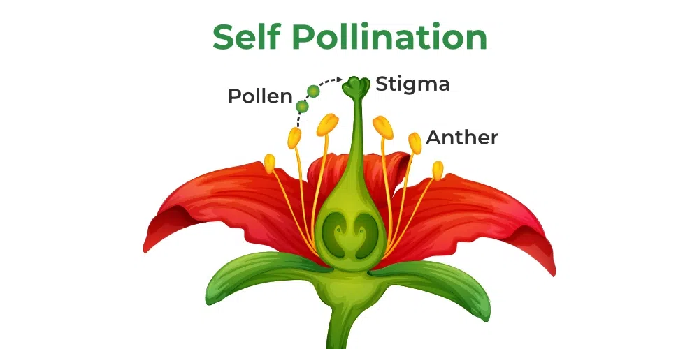 Self Pollination