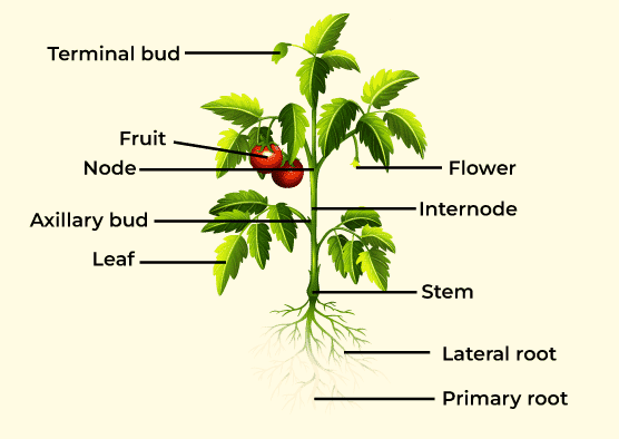 Morphology-Of-Flowering-Plants2