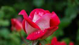 rose