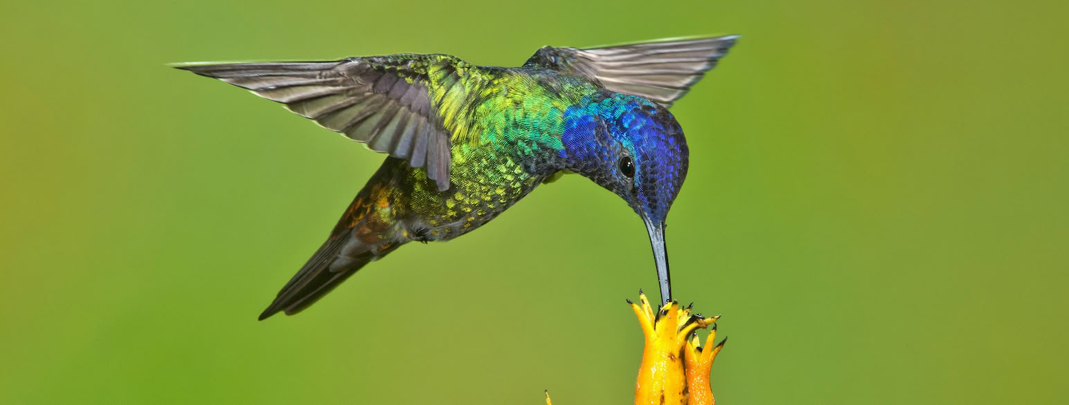 Bronzehalet safir (Chrysuronia oenone) fra Ecuador.
