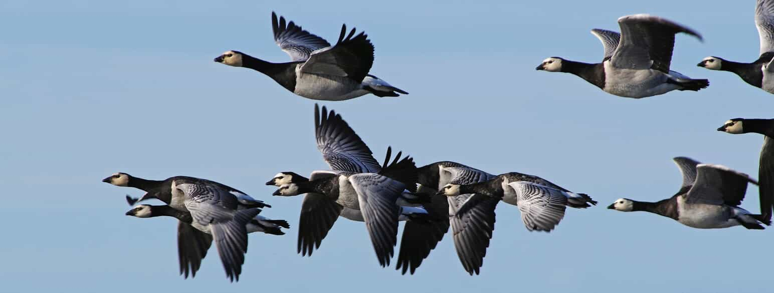 Flyvende bramgæs (Branta leucopsis) ved Avnø på Sydsjælland