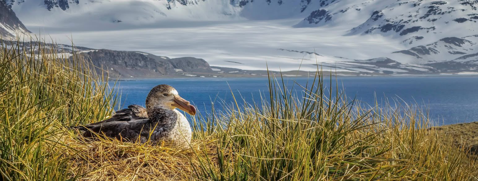 Rugende sydlig kæmpestormfugl (Macronectes giganteus) på South Georgia