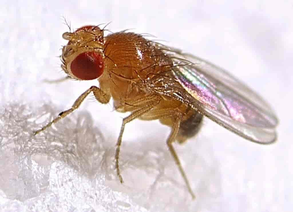 Drosophila melanogaster