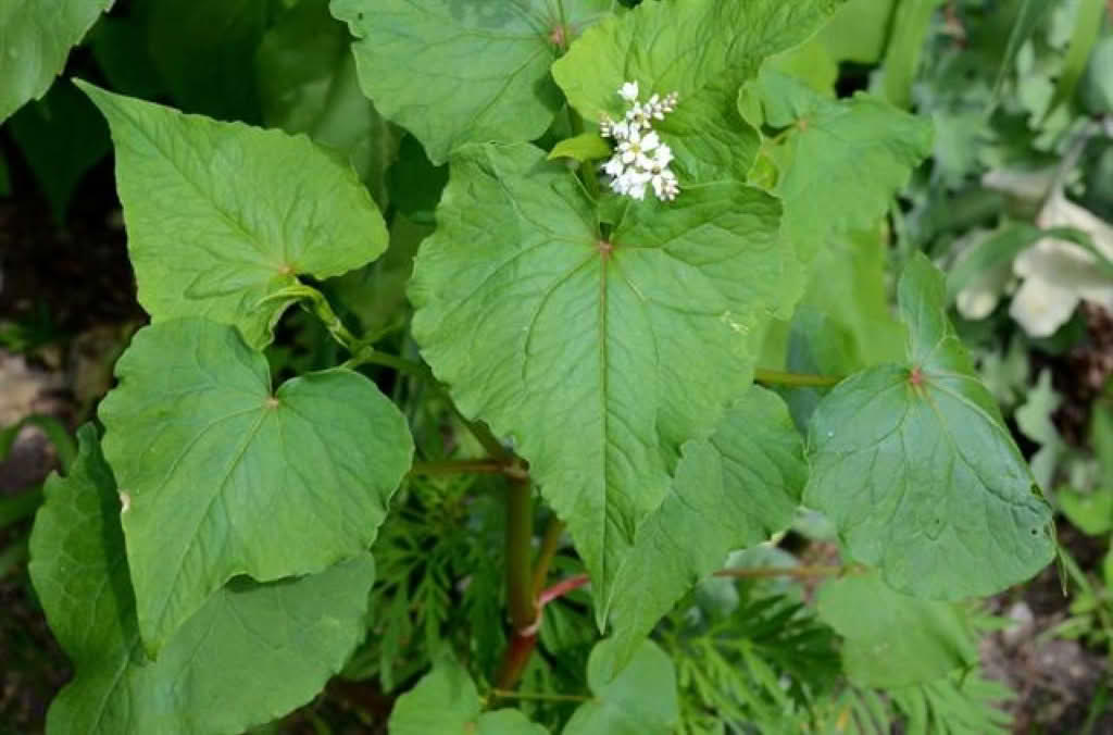 Fagopyrum esculentum