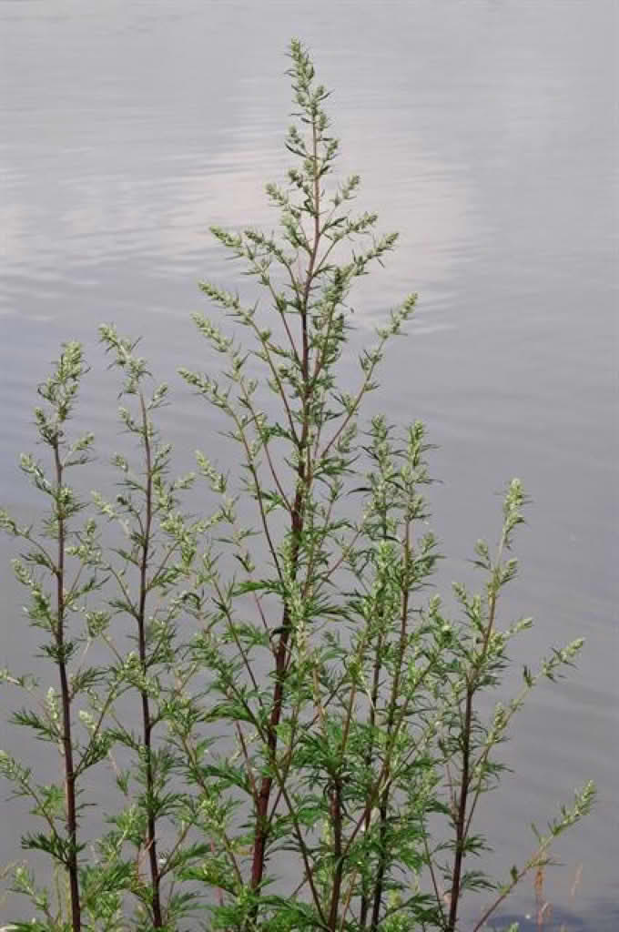 Artemisia vulgaris