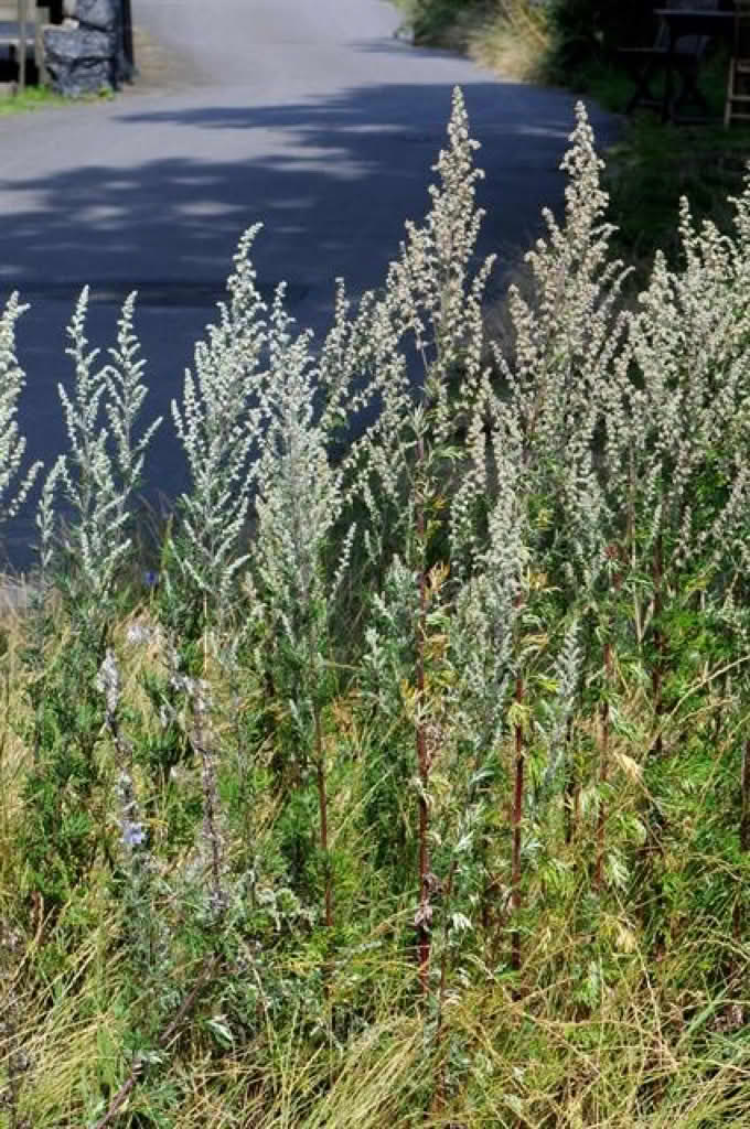 Artemisia vulgaris