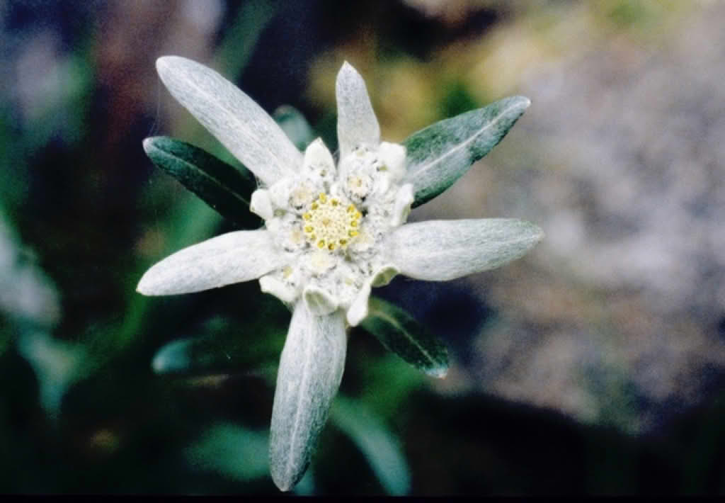 Leontopodium alpinum
